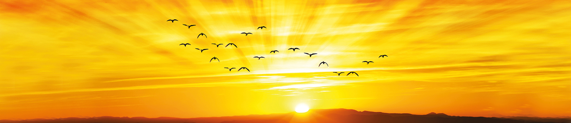 Oiseaux en direction du soleil levant